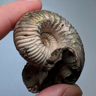 4,  4 Cm (1,  7 In) Ammonite Eboraciceras Pyrite Jurassic Russia Fossil Ammonit