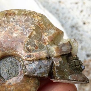 Carved Skull Fossil Ammonite Ammolite Alien Head Goth Creepy Ocean Creature