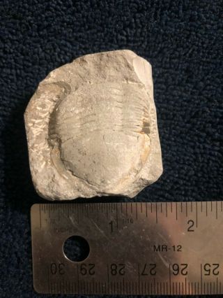 Isotelus Trilobite Fossil