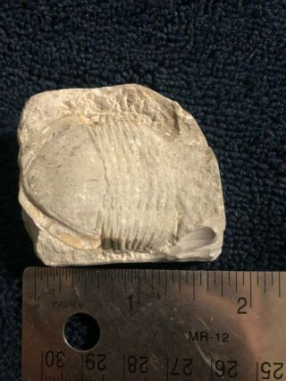 Isotelus trilobite fossil 2