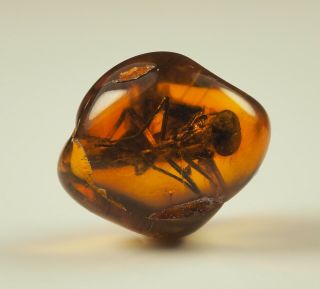 Rare Huge Insect Inclusion In Baltic Amber Stone 0.  4 G.