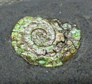 Small Subtly Green Iridescent Psiloceras Ammonite Fossil Somerset Uk Jurassic