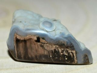 Polished Petrified Botryoidal Agatized Wood Limb Cast Piece Collected In Wyoming