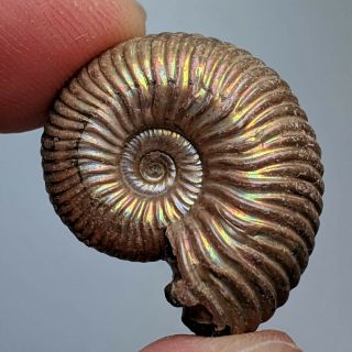 2,  5 Cm (1 In) Ammonite Eboraciceras Pyrite Jurassic Russia Fossil Ammonit
