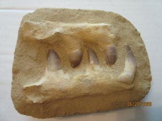 Mosasaur Teeth Fossil Specimen In Matrix Jaw Bone Dinosaur Era Morocco 50