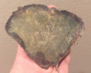 Utah Fossil Dinosaur Bone Slab Jurassic 4” Polished Fossil 2.  7 Oz Great Color