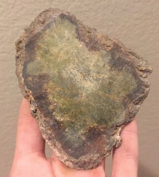 Utah Fossil Dinosaur Bone Slab Jurassic 4” Polished Fossil 2.  7 Oz Great Color 2