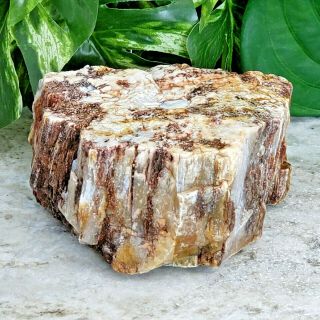 Petrified Wood Slab With Agate & Quartz Raw Rough Large Fossilized Wood Slice.