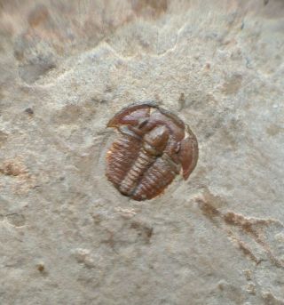 Tiny Red Elrathia Kingii Cambrian Trilobite Fossil,  Wheeler Shale,  Utah