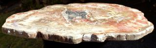 Mw: Petrified Wood ARAUCARIA - St.  Johns,  Arizona - Polished Round Slab 2