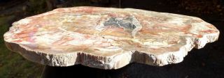 Mw: Petrified Wood ARAUCARIA - St.  Johns,  Arizona - Polished Round Slab 3