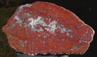 Mw: Petrified Wood Red Conifer - India - Polished Round Slab 3
