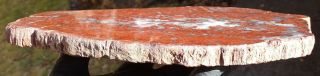 Mw: Petrified Wood RED CONIFER - India - Polished Round Slab 3 2