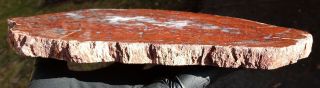 Mw: Petrified Wood RED CONIFER - India - Polished Round Slab 3 3