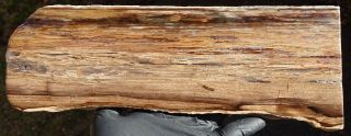 Mw: Petrified Wood Hardwood - Mcdermitt,  Oregon - Polished Rip - Cut Slab