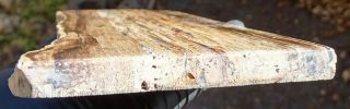 Mw: Petrified Wood HARDWOOD - McDermitt,  Oregon - Polished Rip - Cut Slab 3