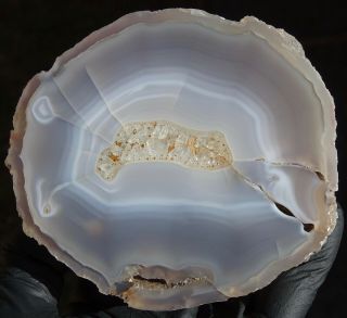 Mw: Petrified Wood Agate Limb Cast - Oregon - Polished Round Specimen