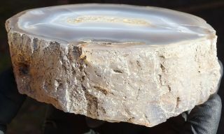 Mw: Petrified Wood AGATE LIMB CAST - Oregon - Polished Round Specimen 2