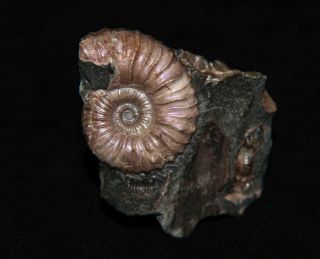 Ammonite Nodosohoplites Siniosocostatus Fossil Russia