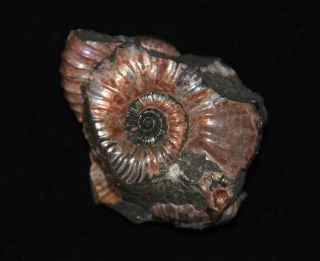 Ammonite Nodosohoplites siniosocostatus Fossil Russia 3
