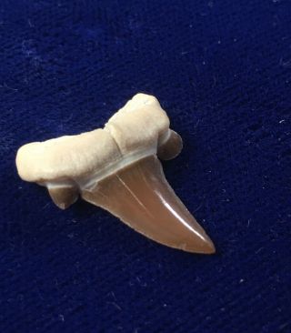 Striatolamia Rossica Fossil Extinct Sand Shark Tooth Kazakhstan