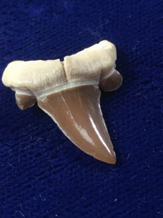 Striatolamia Rossica Fossil Extinct Sand Shark Tooth Kazakhstan 2