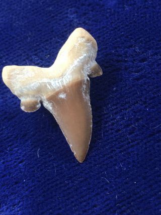 Striatolamia Rossica Fossil Extinct Sand Shark Tooth Kazakhstan 3