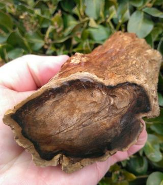 Long Non Cut Round Petrified Wood Limb Red Bark Black Agate Rings Oregon 2.  1lb