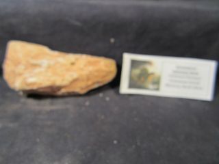 Dinosaur Bones Fossil Spinosaurus Bone Kem Kem Formation & Display Card