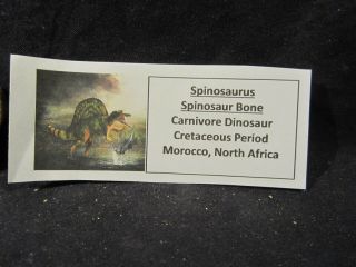 Dinosaur Bones Fossil Spinosaurus Bone Kem Kem Formation & Display Card 2