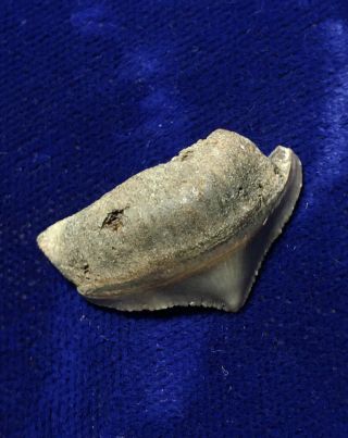 Posterior Otodus Megalodon Fossil Shark Tooth Indonesia