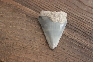Megalodon Shark Tooth 2 1/16 " Shark Teeth Fossil Sharp Tip Real Megladon Beast