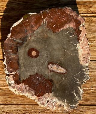 Polished Petrified Wood Slab From Madagascar - Araucaria Tree 3” 8