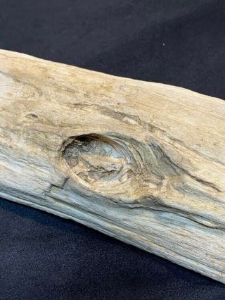 Petrified Wood Branch With Knot 2.  8 Lbs