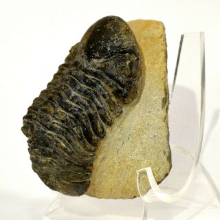 3.  2 " 210g Phacops Trilobite Fossil Specimen On Matrix Devonian Period - Morocco