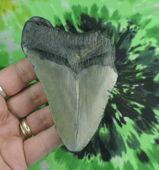 Megalodon Sharks Tooth 4 1/8  inch NO RESTORATIONS fossil sharks teeth tooth 2