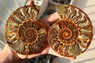 459g Natural Cut Cretaceous Ammonite Fossil Sliced Mineral Specimen N4