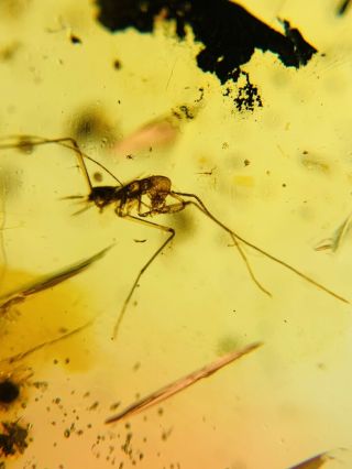 Long Legs Roach Larva Burmite Myanmar Burmese Amber Insect Fossil Dinosaur Age