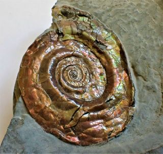 Unusual Distorted Iridescent Psiloceras Ammonite Fossil Somerset Uk Jurassic