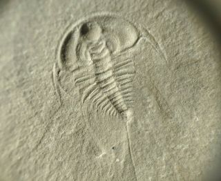 Olenellus Gilberti Trilobite Fossil Negative/reverse,  Cambrian Nevada,  Pioche Sh