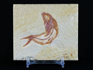 1.  6 " Scombroclupea Fossil Fish Plate Cretaceous Dinosaur Age Lebanon & Stand
