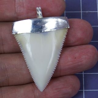 Real Principle Great White Shark Tooth Necklace Silver Cap Surfer Charms 1.  641