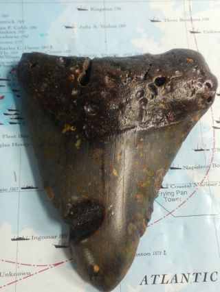 4.  6 " Holy Megalodon Tooth Extinct Fossil Shark Teeth No Restoration A5448
