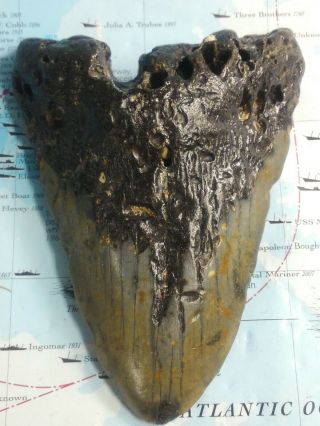 5.  0 " Megalodon Tooth Extinct Fossil Shark Teeth No Restoration A0317