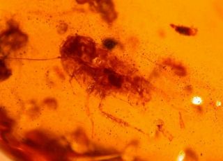 Cockroach,  Termite,  Beetles,  Spider In Authentic Dominican Amber Fossil Gemstone