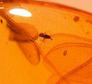 Fly Laying Egg,  Winged Termite,  Enhydros In Authentic Dominican Amber Fossil Gem