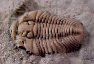Flexicalymene Trilobite Ordovician Age,  Ontario,  Canada