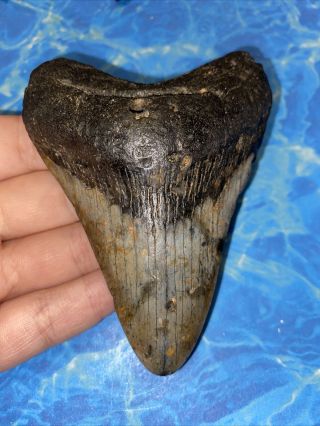 Megalodon Shark Tooth 4.  01” Huge Teeth Big Fossil Meg Scuba Diver Direct 2334