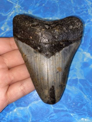 Megalodon Shark Tooth 4.  41” Huge Teeth Big Fossil Meg Scuba Diver Direct 2332