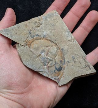 Huge Olenellus Gilberti Cephalon,  Trilobite Fossil,  Cambrian Nevada,  Pos/neg
